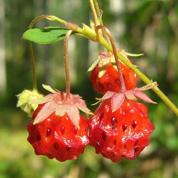 Wild Strawberry Seeds (Fragaria virginiana) – Monticello Shop