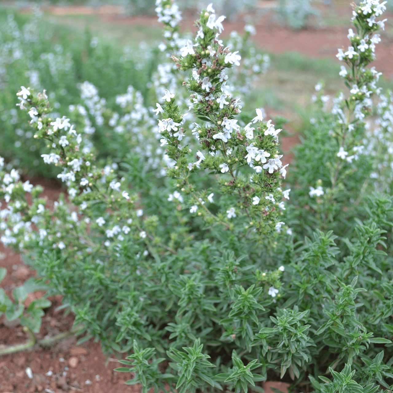 Winter Savory (Satureja montana) – Monticello Shop
