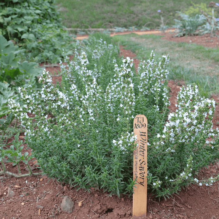 Winter Savory (Satureja montana) - Monticello Shop