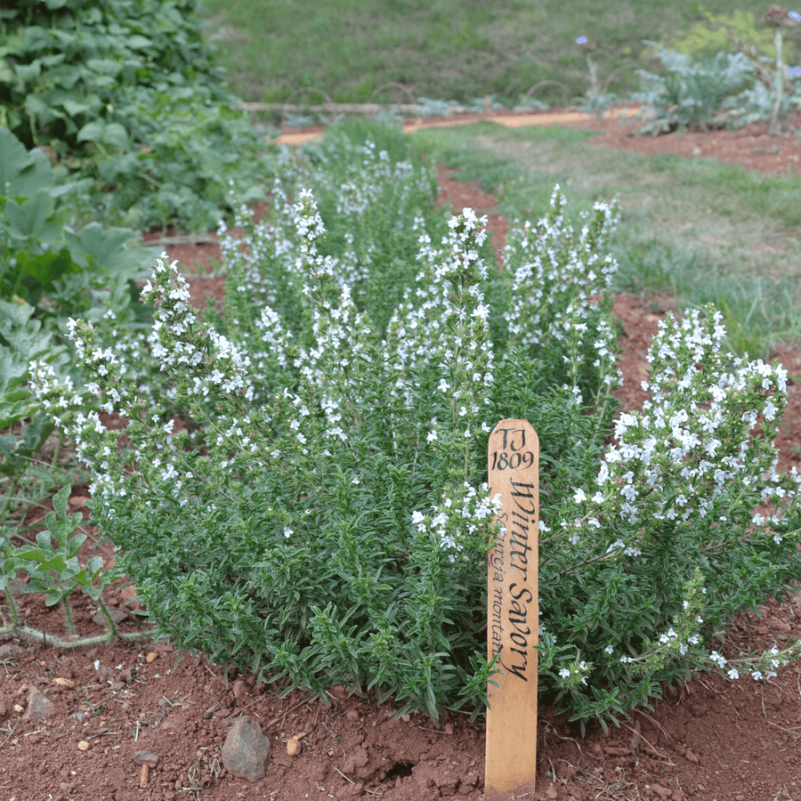 Winter Savory (Satureja montana) - Monticello Shop