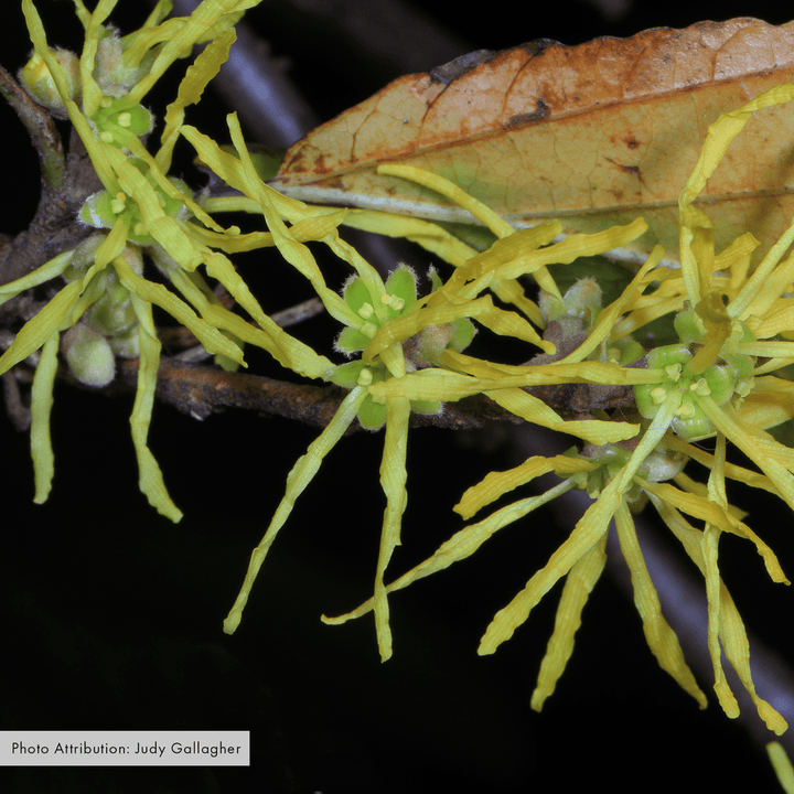 Witch Hazel (Hamamelis virginiana) - Monticello Shop