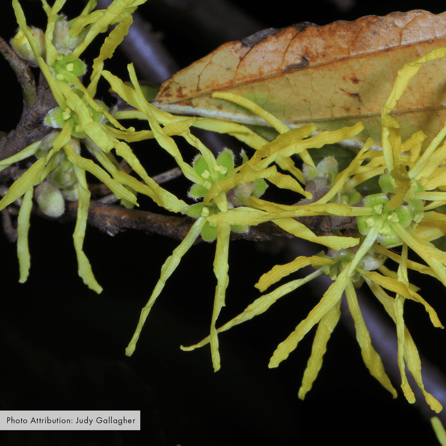 Witch Hazel (Hamamelis virginiana) - Monticello Shop