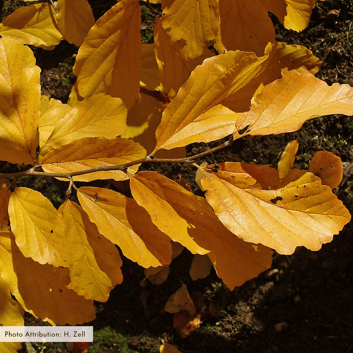 Witch Hazel (Hamamelis virginiana) - Monticello Shop