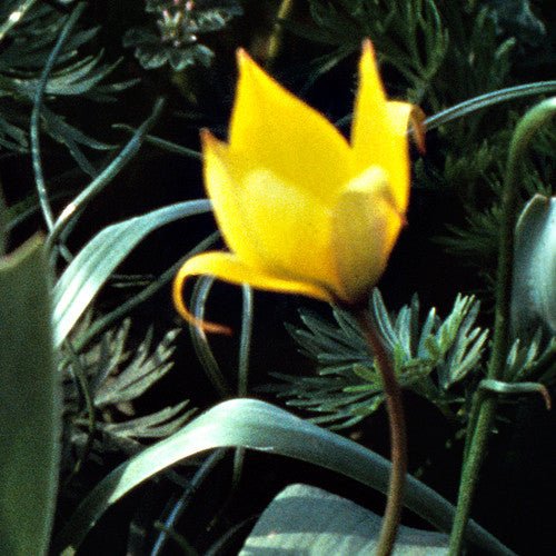 Woodland or Florentine Tulip (Tulipa sylvestris) - Monticello Shop