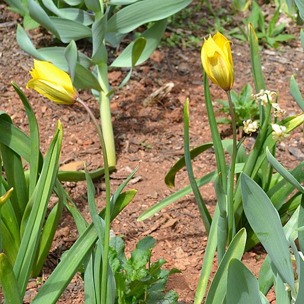 Woodland or Florentine Tulip (Tulipa sylvestris) - Monticello Shop