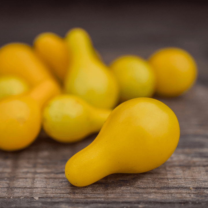 Yellow Pear Tomato Seeds (Solanum lycopersicum cv.) - Monticello Shop
