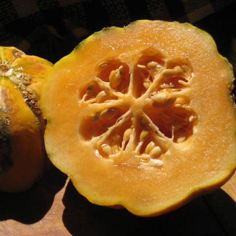 Zatta di Massa Melon Seeds (Cucumis melo cv.) – Monticello Shop