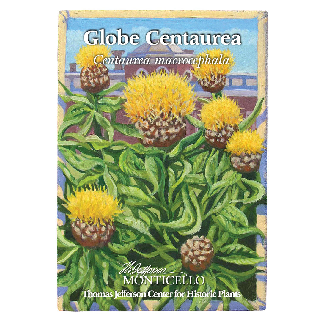 Globe Centaurea Seeds (Centaurea macrocephala)