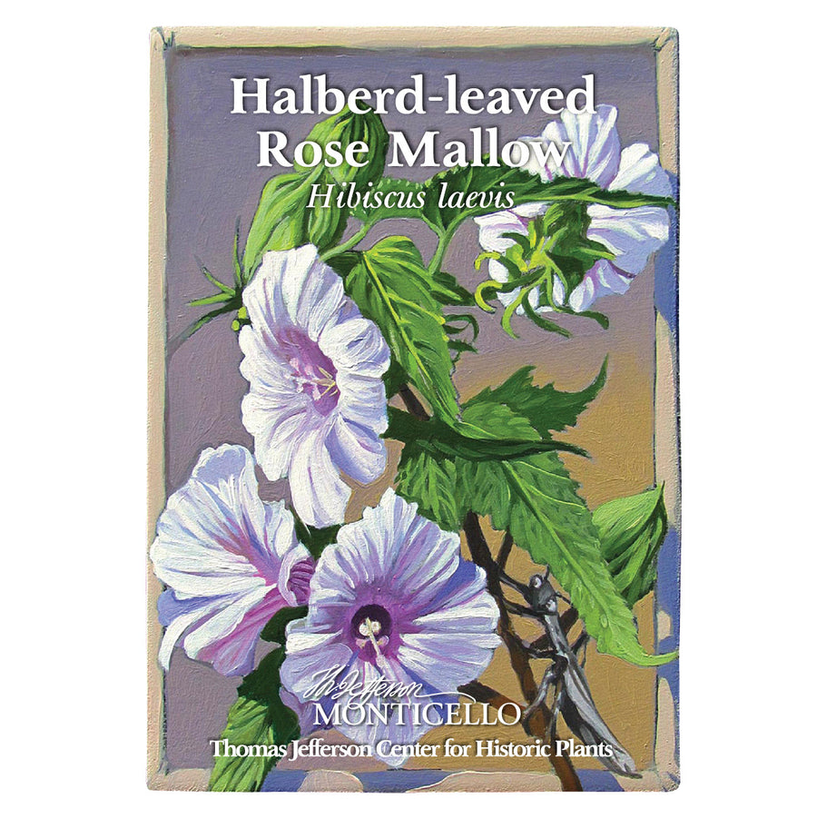 Halberd-leaved Rose Mallow Seeds (Hibiscus laevis)