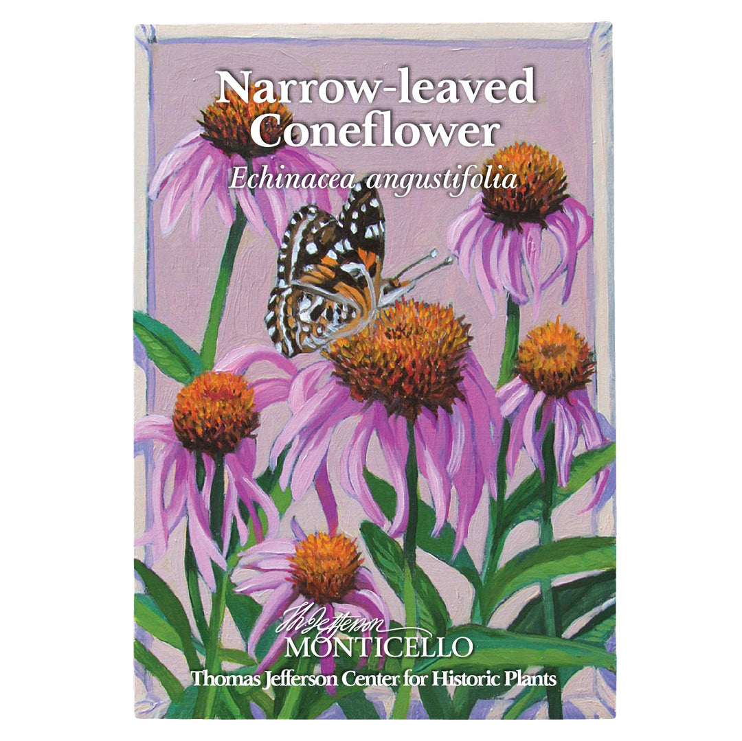Narrow-leaved Coneflower Seeds (Echinacea angustifolia)