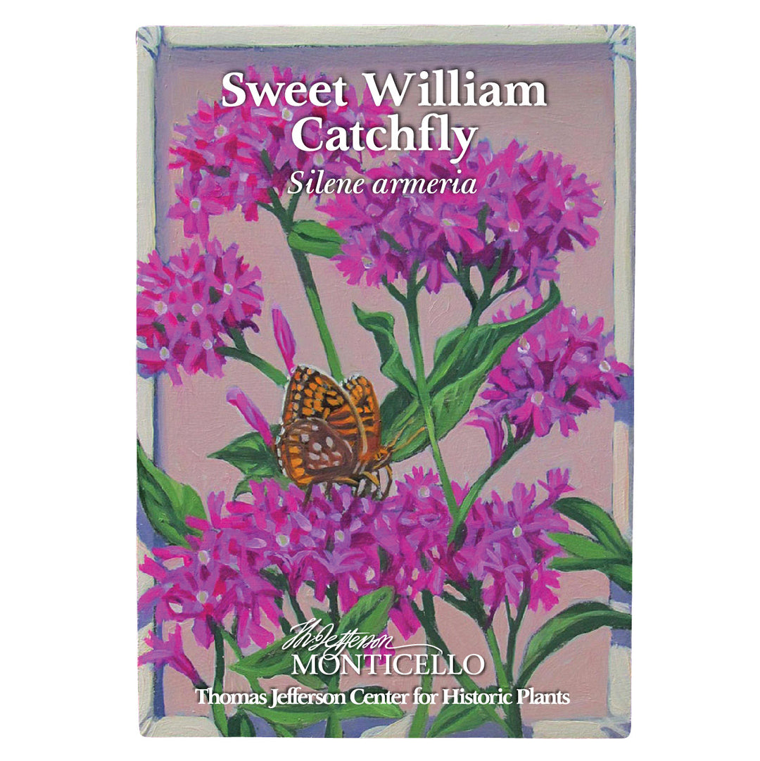 Sweet William Catchfly Seeds (Silene armeria)
