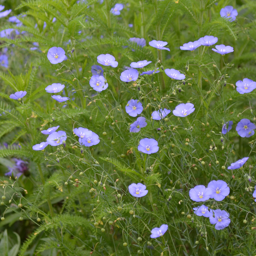 Lewis' Prairie Flax Seeds (Linum perenne lewisii)