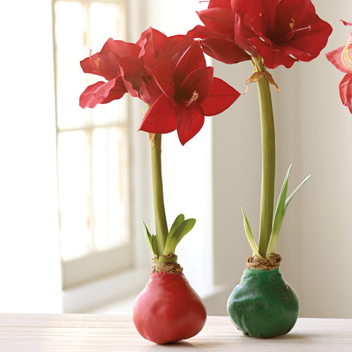 Red Wax Amaryllis Bulb