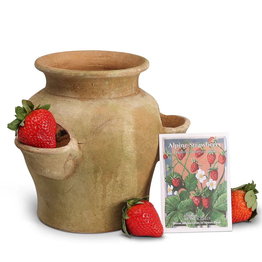 Strawberry Planter with Monticello Strawberry Seeds