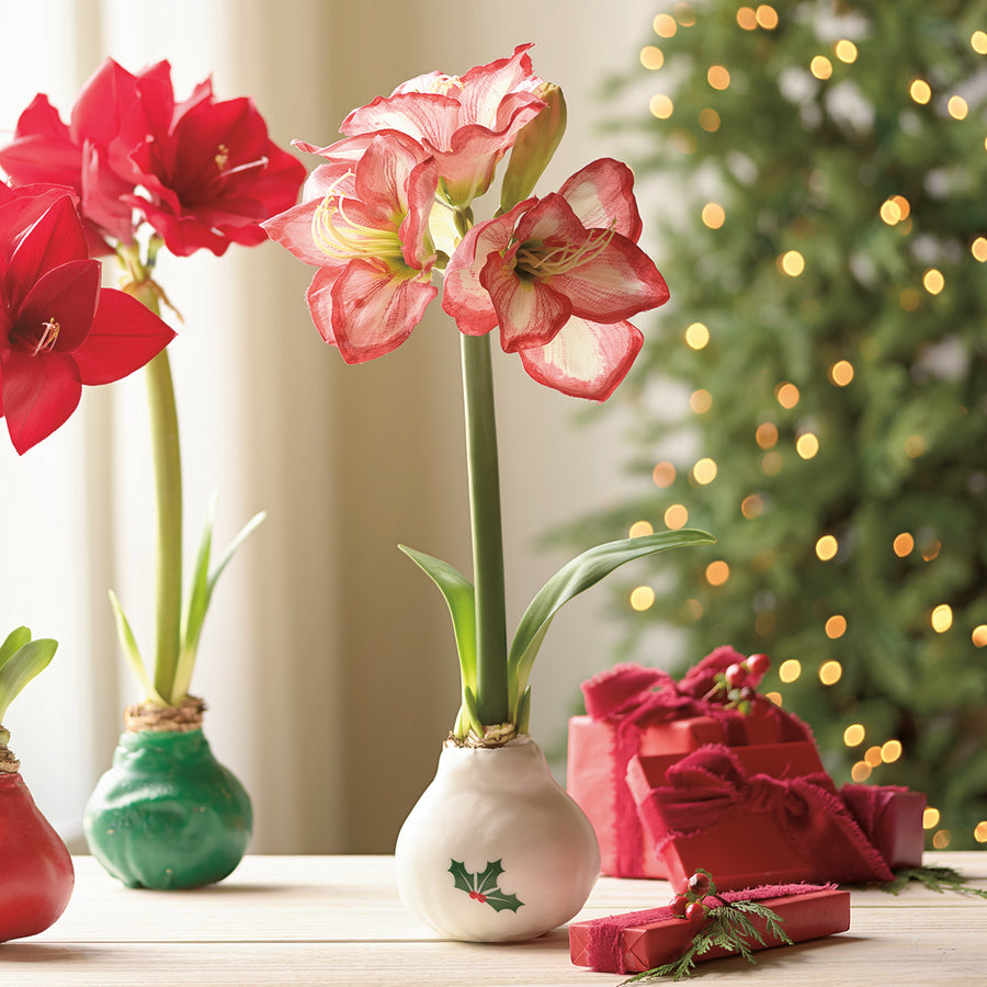 White Wax Amaryllis Bulbs with Holly