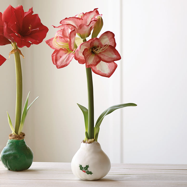 White Wax Amaryllis Bulbs with Holly