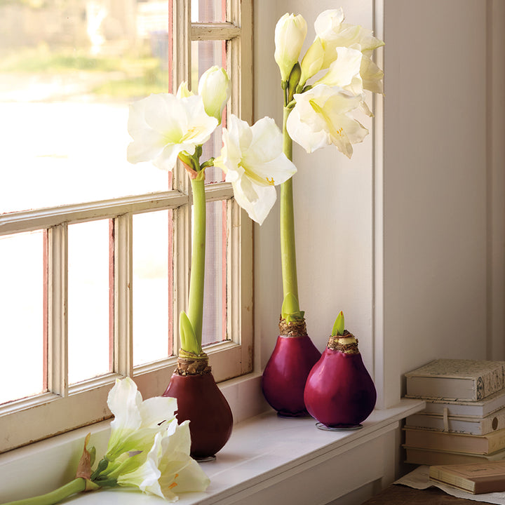 Monticello Autumn Amaryllis Bulb