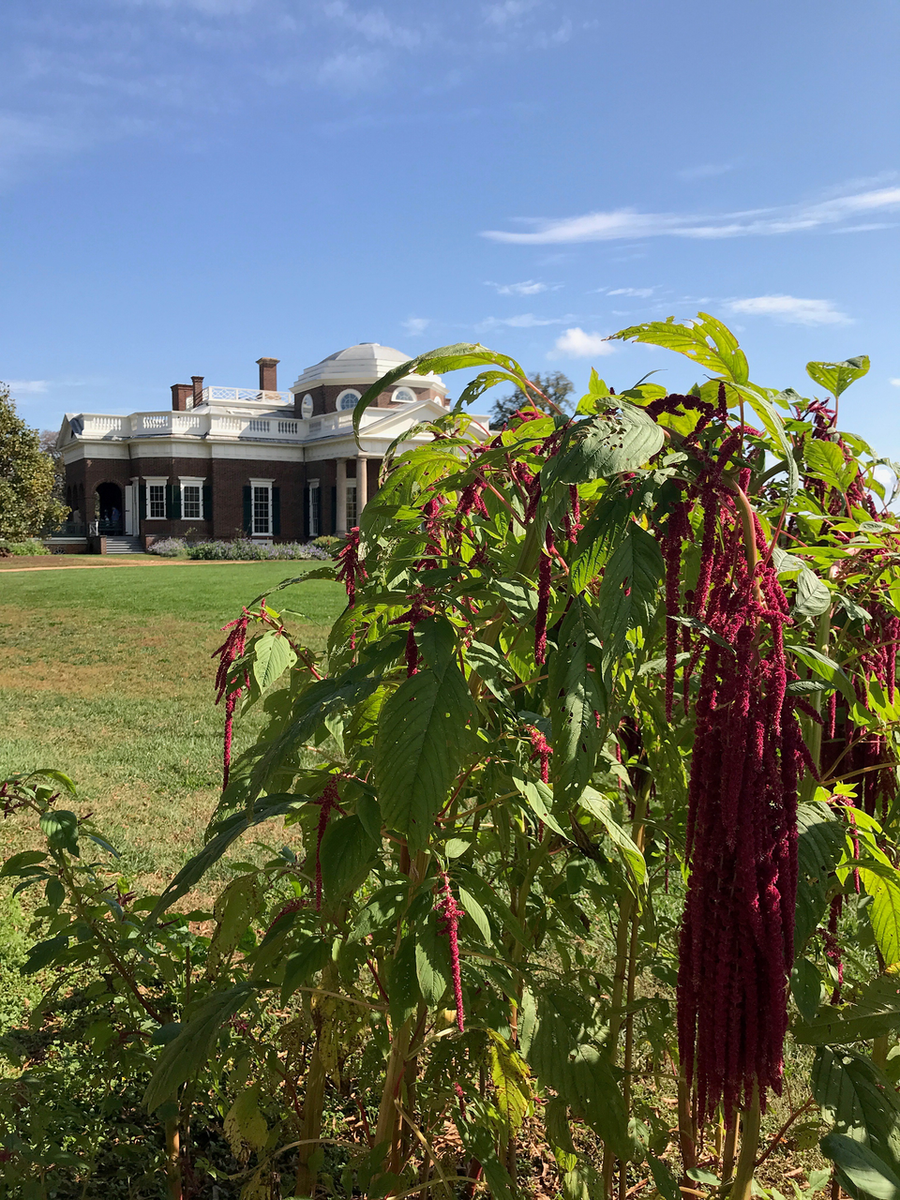 Love Lies Bleeding Seeds