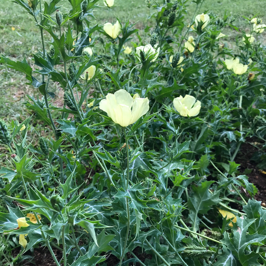 Prickly Poppy Seeds (Argemone mexicana)