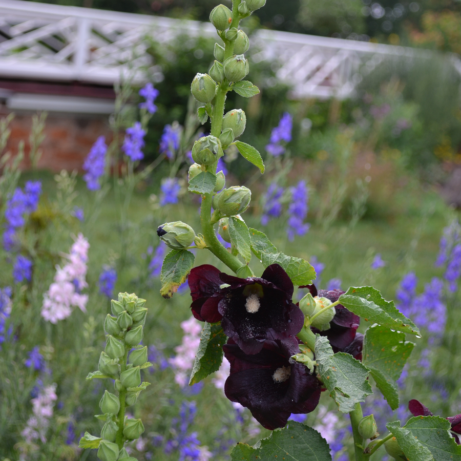 Black Hollyhock Seeds (Alcea rosea nigra)