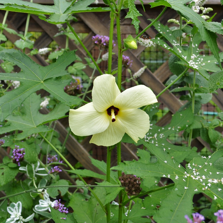 Abelmoschus manihot at Monticello's Center for Historic Plants