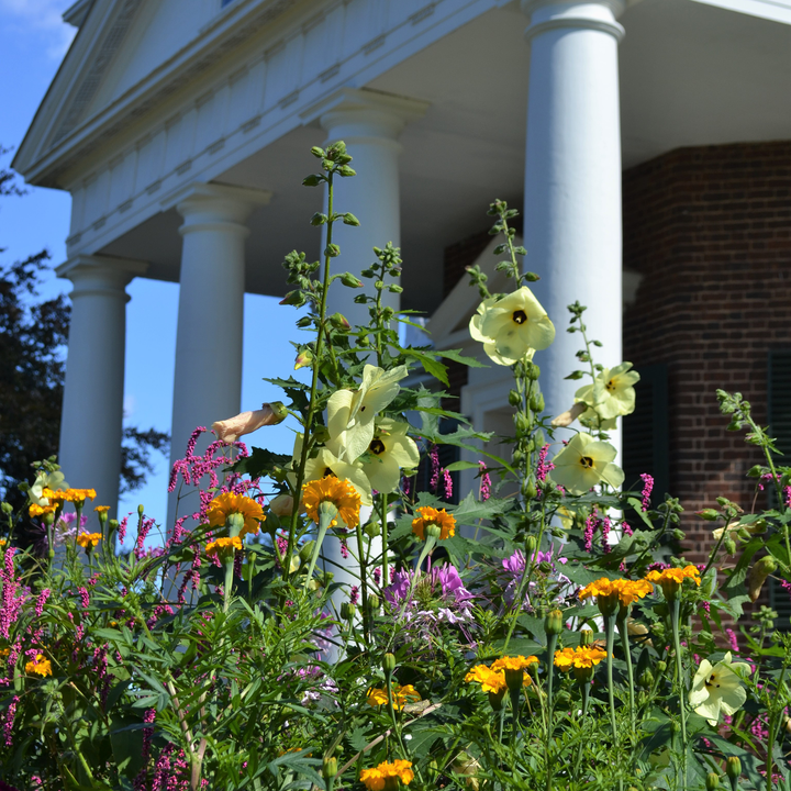 Sunset Hibiscus Abelmoschus manihot at Monticello