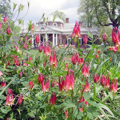 Eastern Red Columbine Seeds (Aquilegia canadensis)