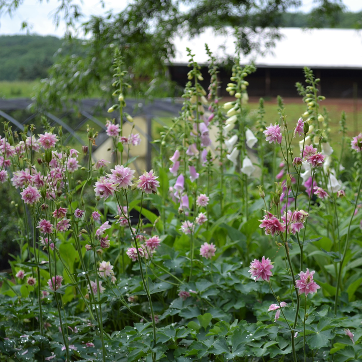 Nora Barlow Columbine (Aquilegia vulgaris)