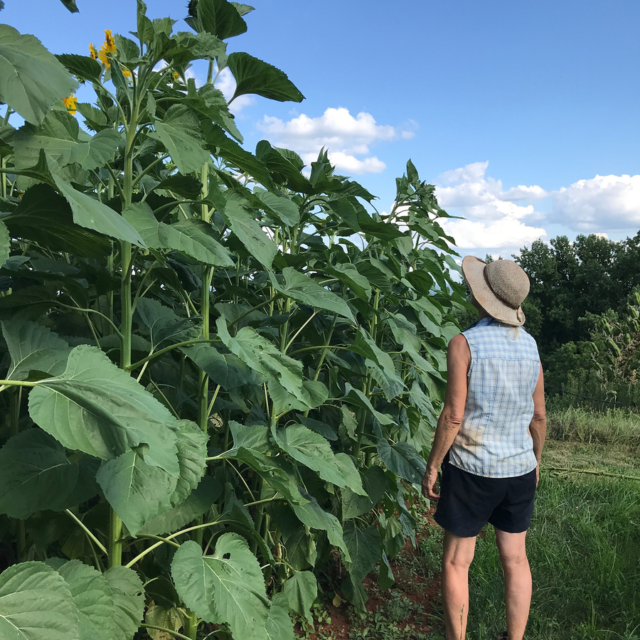 Arikara Sunflower Seeds (Helianthus annuus variety)