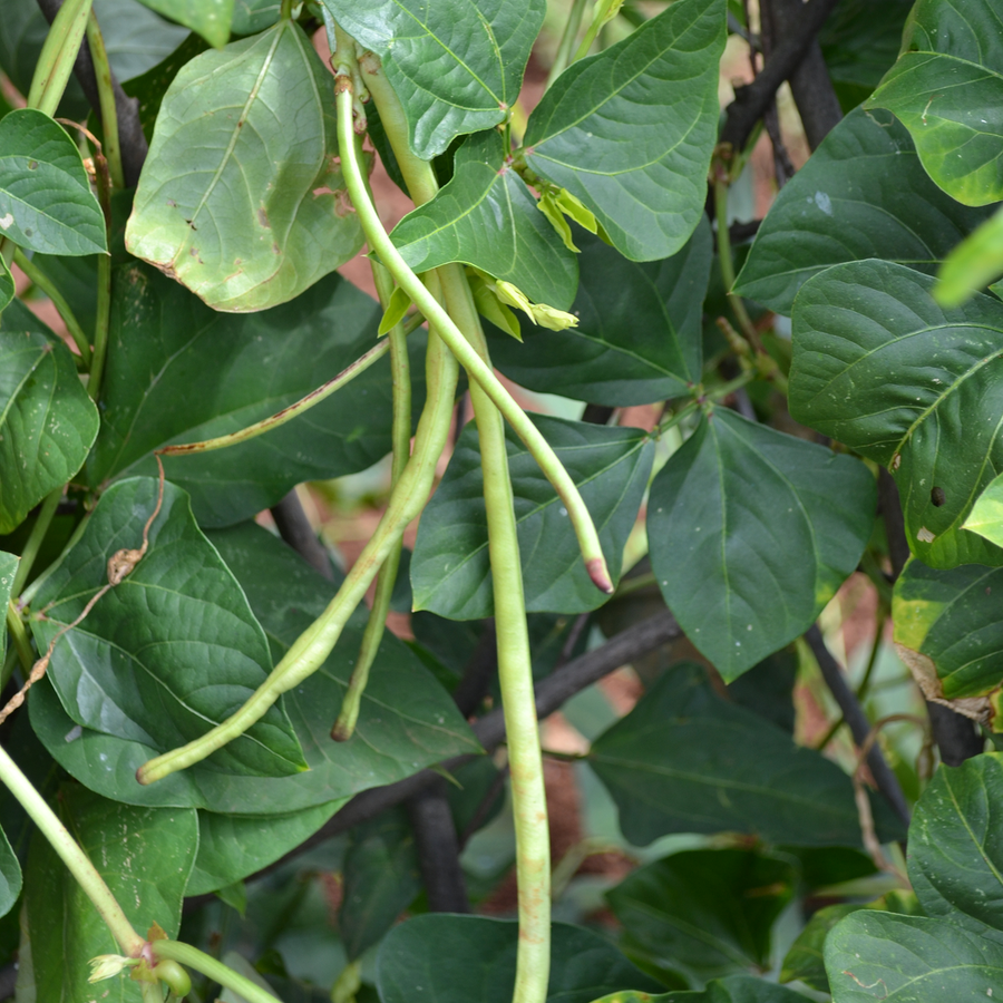 Asparagus Bean Seeds (Vigna unguiculata sesquipedalis)