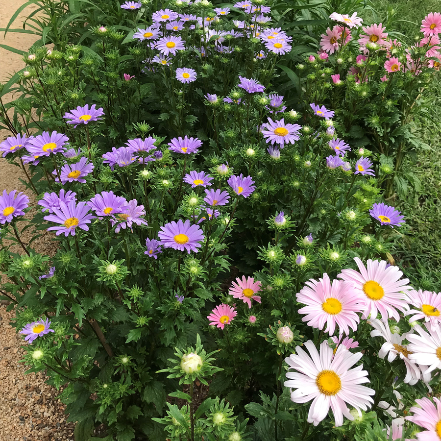 China Aster Seeds (Callistephus chinensis)