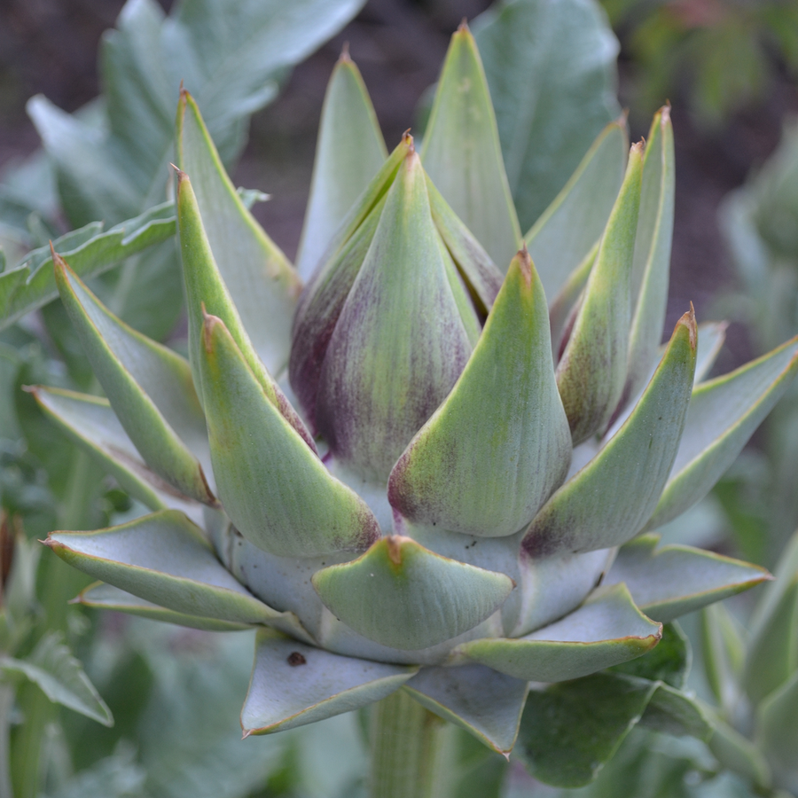 Globe Artichoke Seeds (Cynara cardunculus var. scolymus)