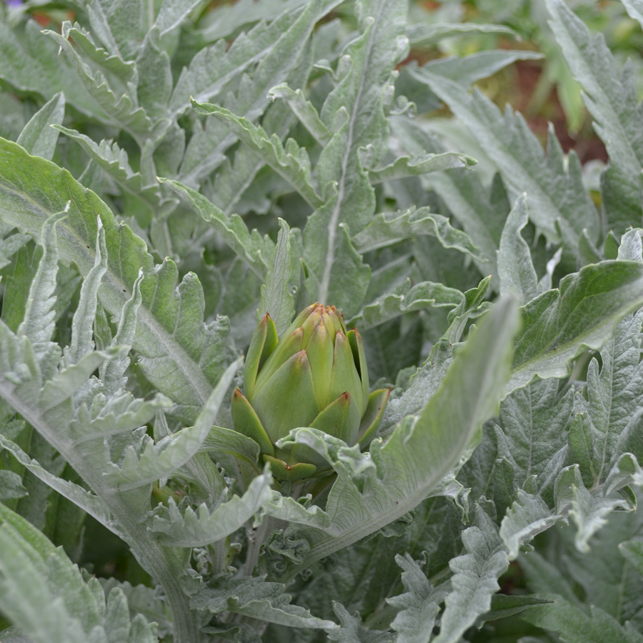 Globe Artichoke Seeds (Cynara cardunculus var. scolymus)