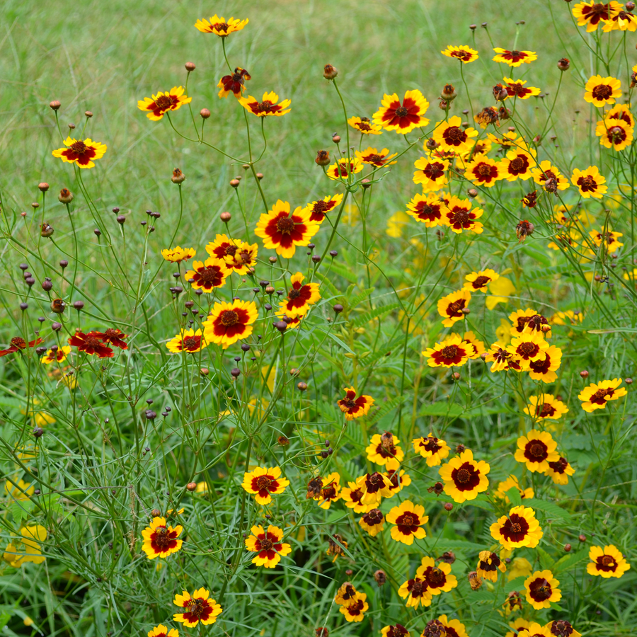 Plains Coreopsis Seeds (Coreopsis tinctoria)