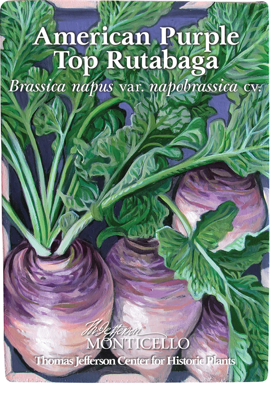American Purple Top Rutabaga Seeds (Brassica napus var. napobrassica cv.)