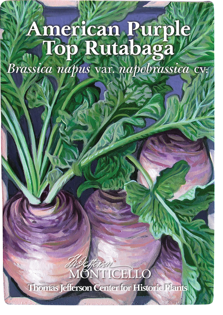 American Purple Top Rutabaga Seeds (Brassica napus var. napobrassica cv.)