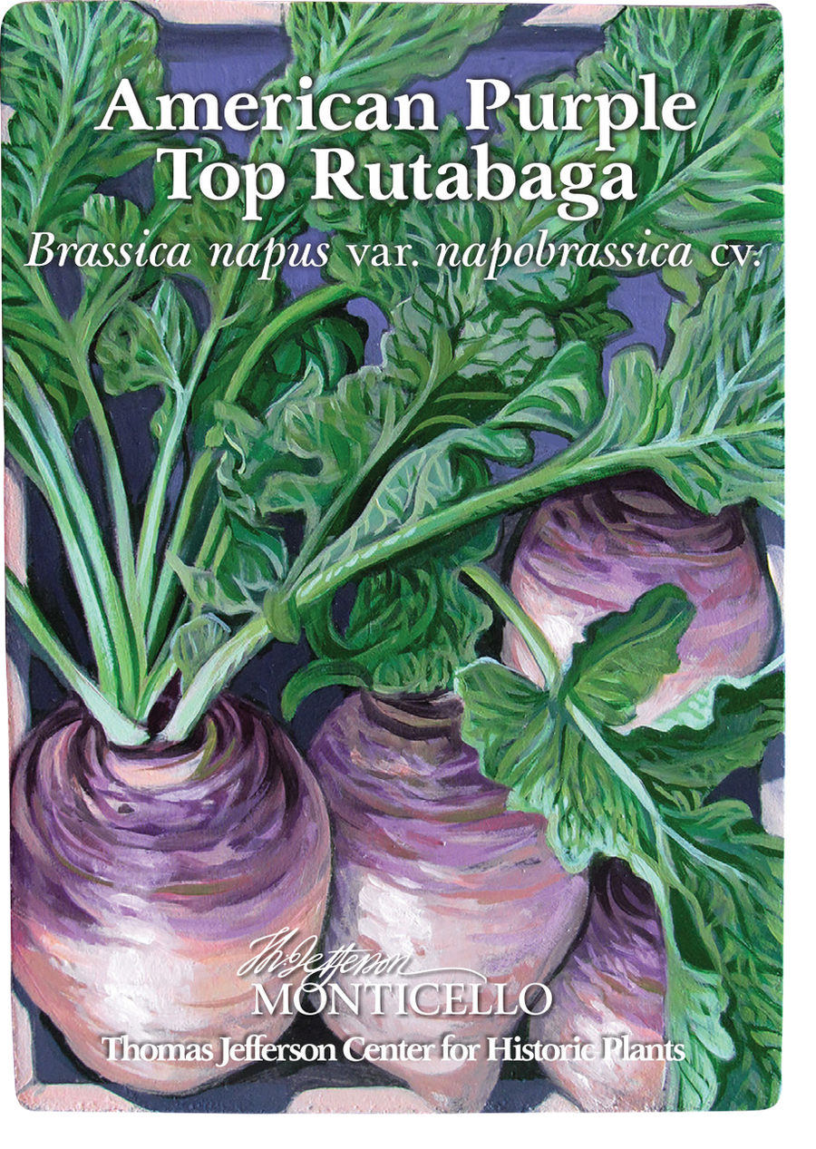 American Purple Top Rutabaga Seeds (Brassica napus var. napobrassica cv.)