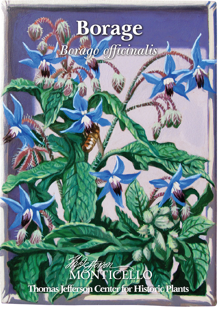 Borage Seeds (Borago officinalis)