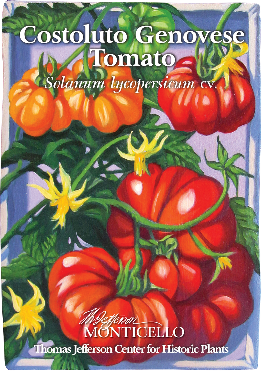 Costoluto Genovese Tomato Seeds (Solanum lycopersicum cv.)