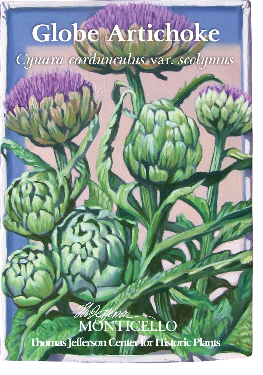 Globe Artichoke Seeds (Cynara cardunculus var. scolymus)