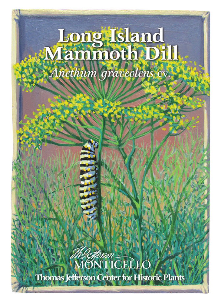 Long Island Mammoth Dill Seeds (Anethum graveolens cv.)