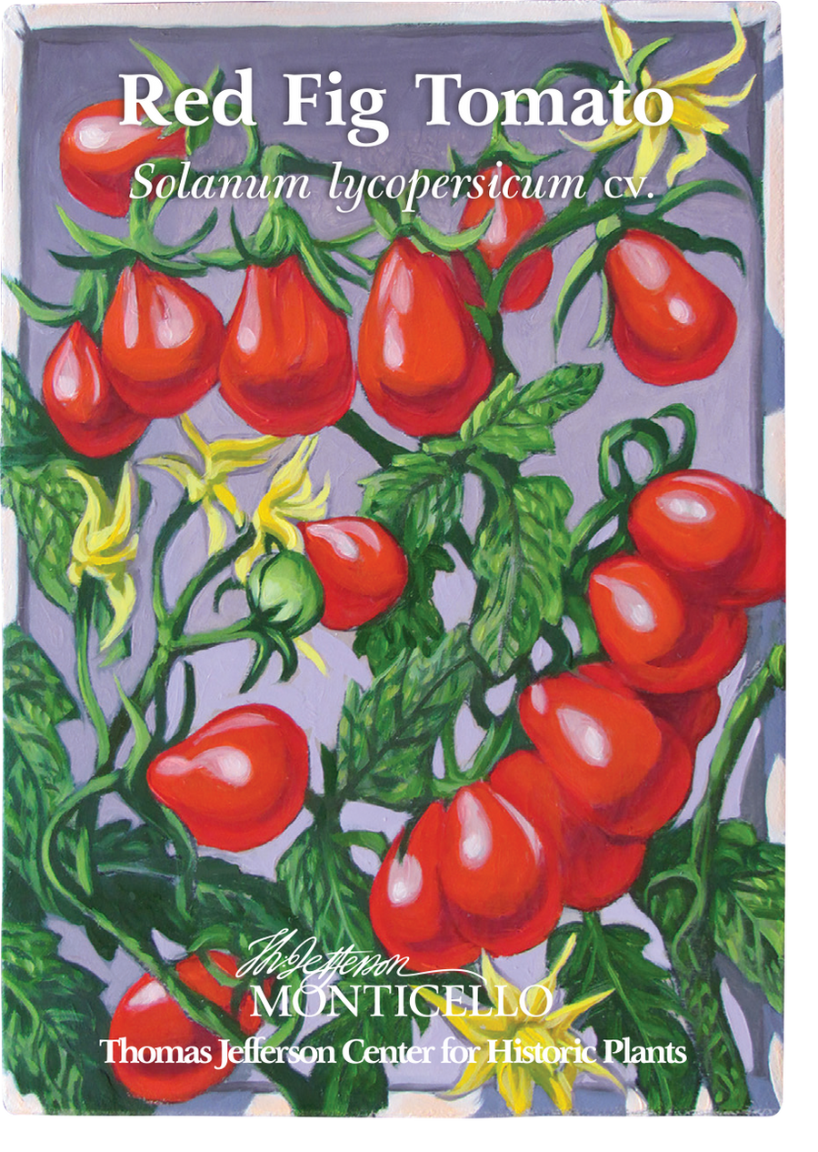 Red Fig Tomato Seeds (Solanum lycopersicum cv.)