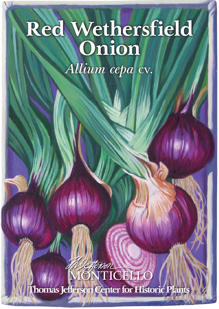 Red Wethersfield Onion Seeds (Allium cepa cv.)