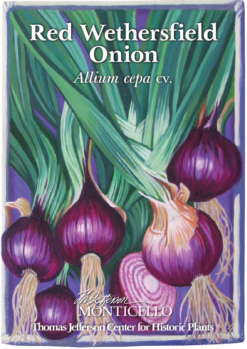 Red Wethersfield Onion Seeds (Allium cepa cv.)