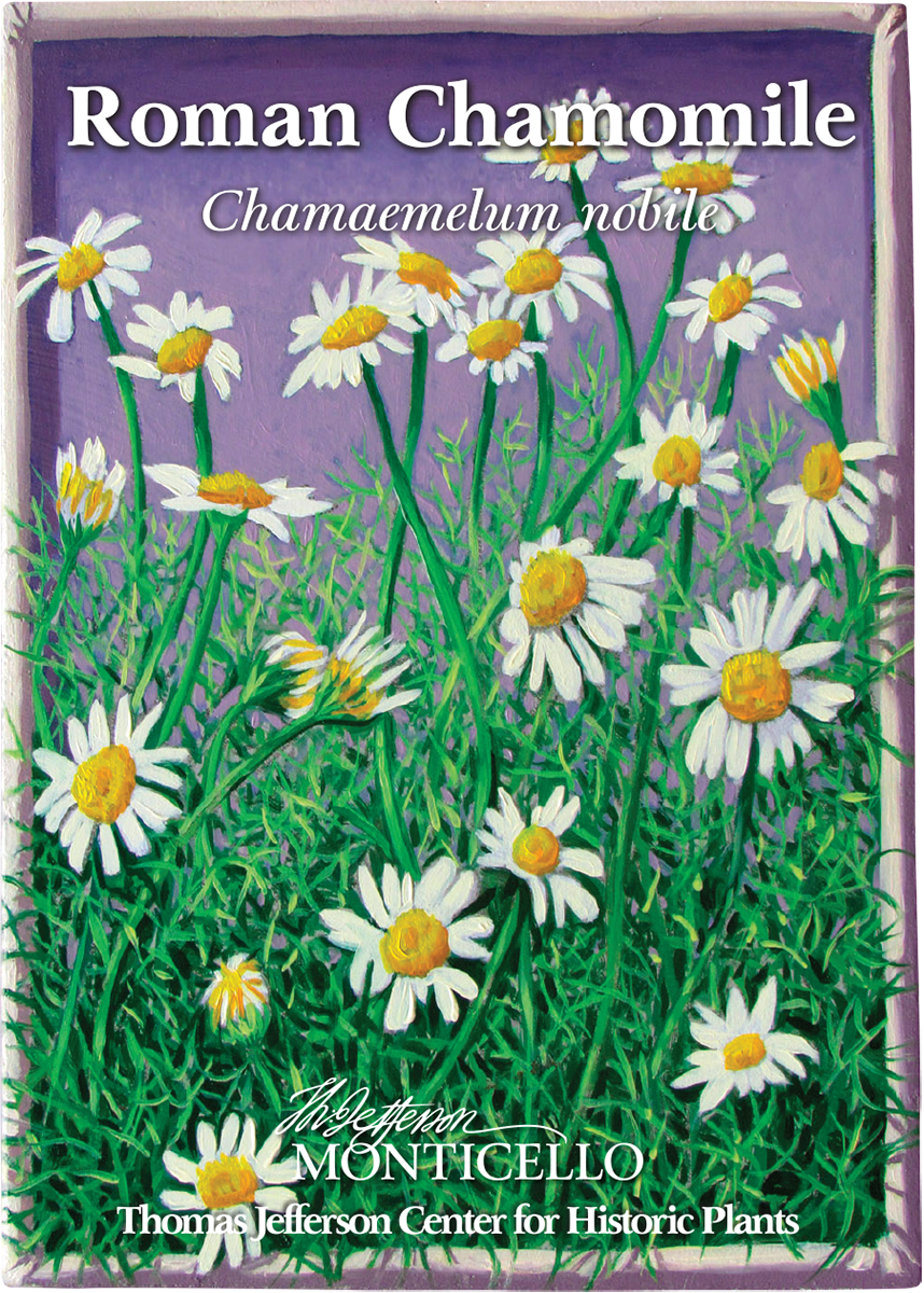 Roman Chamomile Seeds (Chamaemelum nobile)