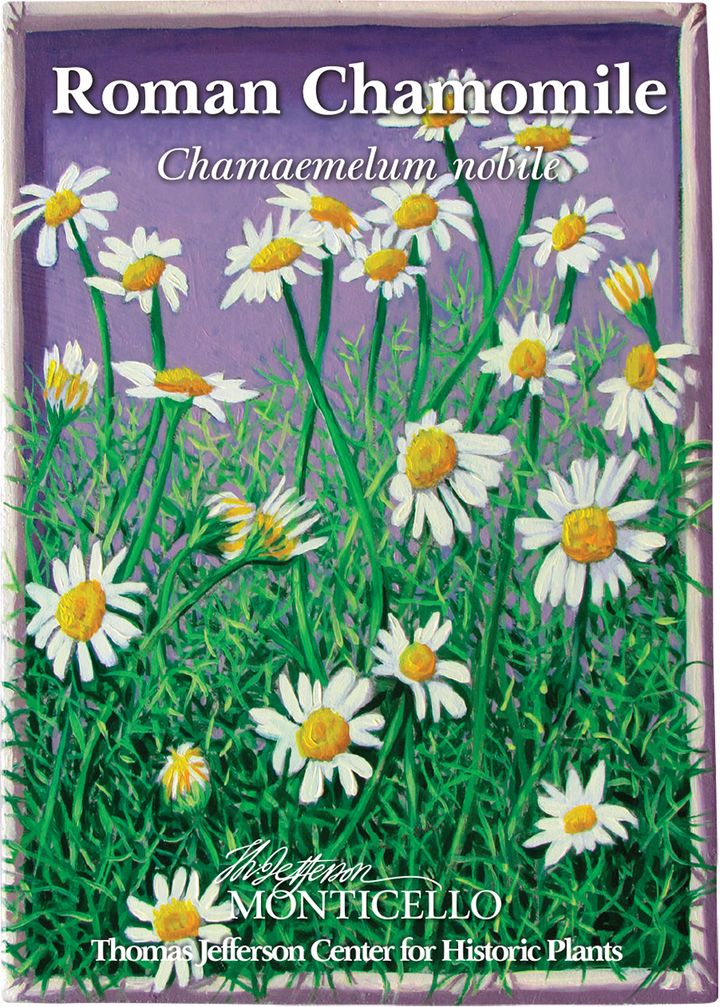 Roman Chamomile Seeds (Chamaemelum nobile)