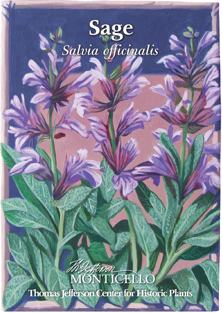 Sage Seeds (Salvia officinalis)