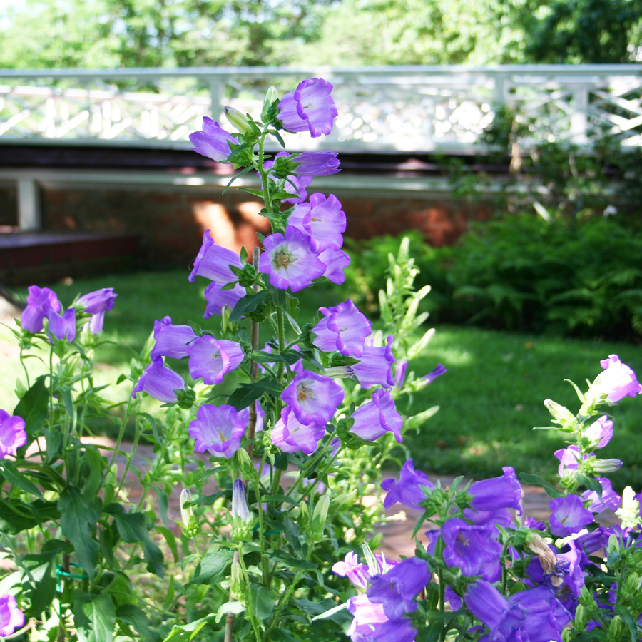 Canterbury Bells Seeds (Campanula medium)