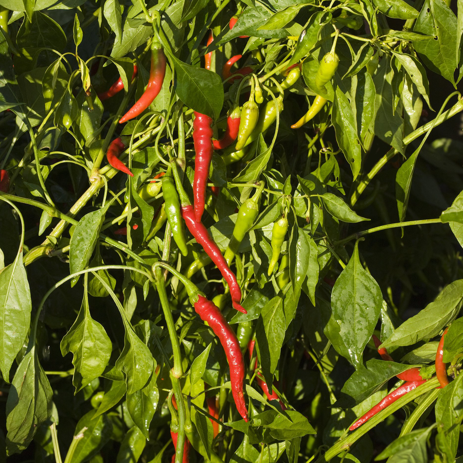 Long Red Cayenne Pepper Seeds (Capsicum annuum)