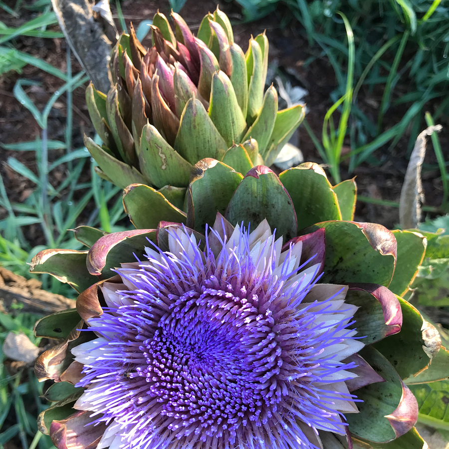 Globe Artichoke Seeds (Cynara cardunculus var. scolymus)